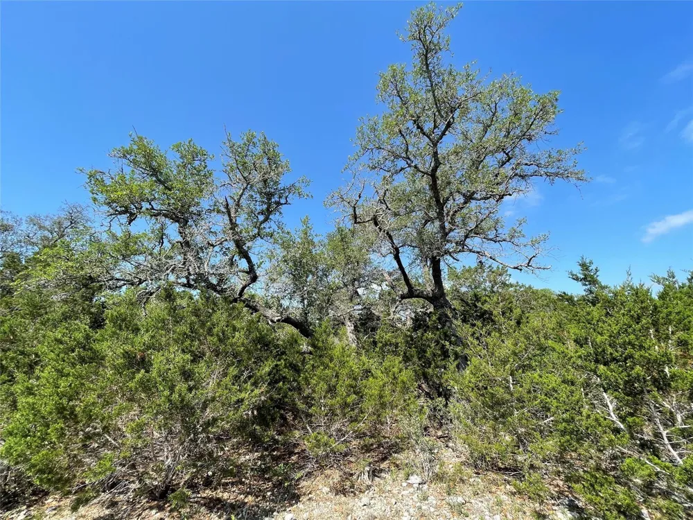 1117 Madrone Fischer, TX 78623