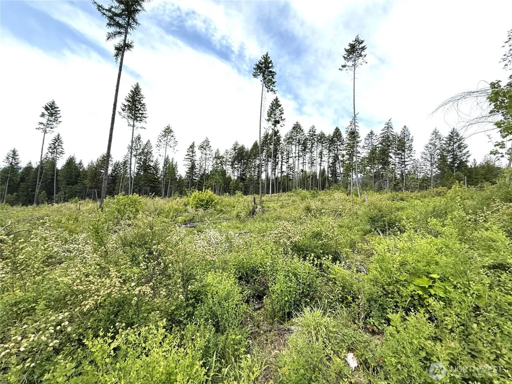 0 Lot 4 Rockabye Lane Curlew, WA 99118