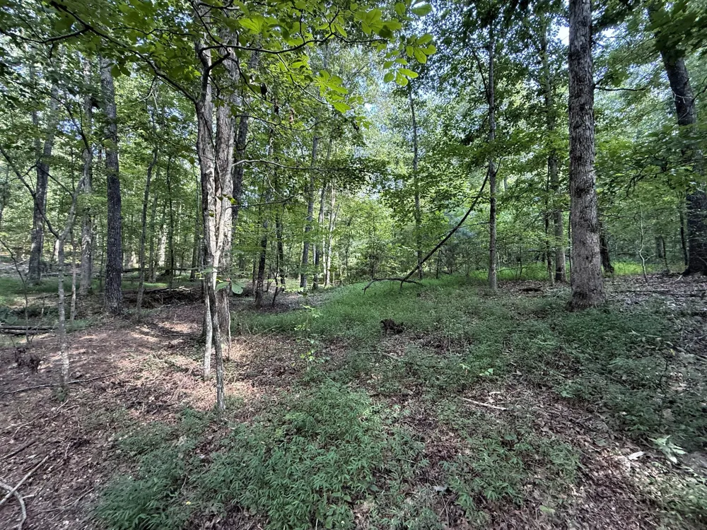 0 Webb Rd Ext Summertown, TN 38483