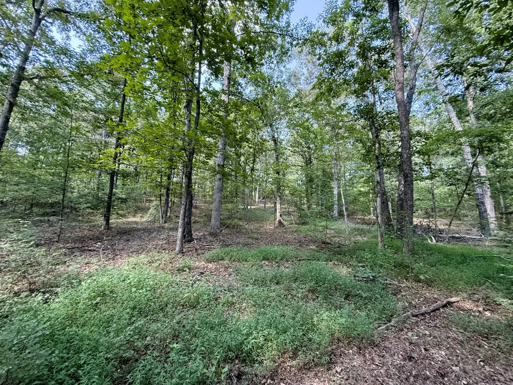 0 Webb Rd Ext Summertown, TN 38483