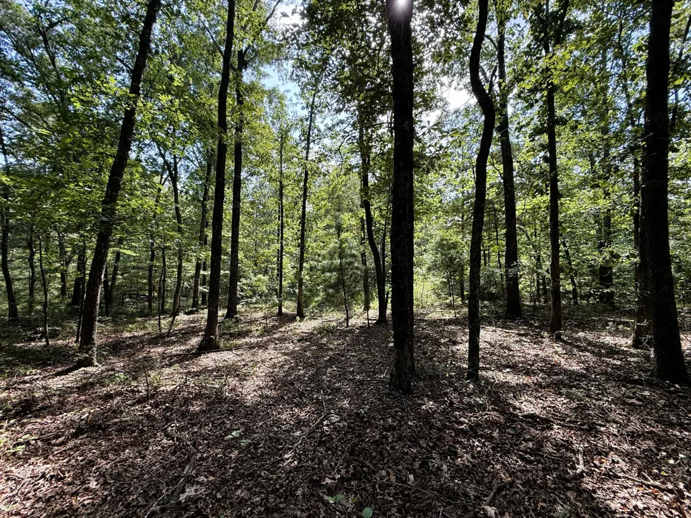 0 Webb Rd Ext Summertown, TN 38483