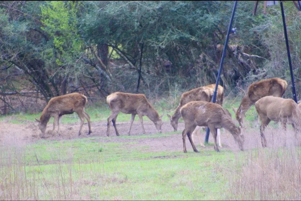 15184 Fm 2620 Bedias, TX 77831