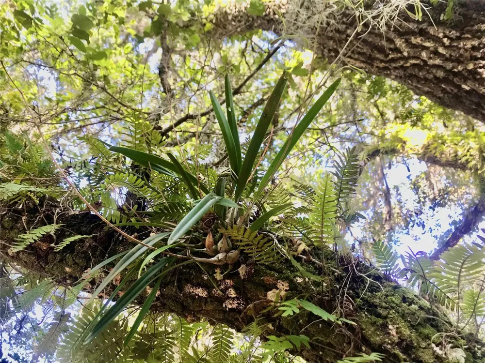 00 UNNAMED Spring Hill, FL 34610