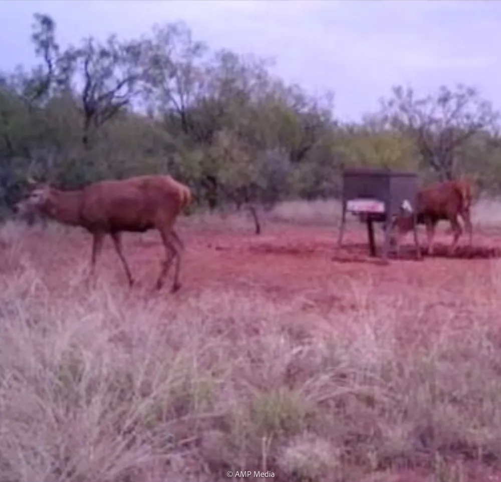 FM 600 Haskell, TX 79521