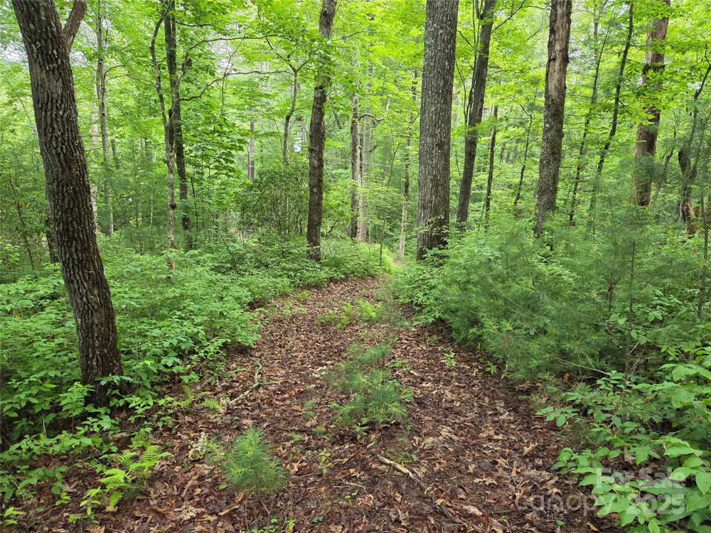 TBD Cedar Lane Brevard, NC 28712