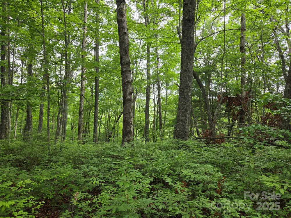 TBD Cedar Lane Brevard, NC 28712