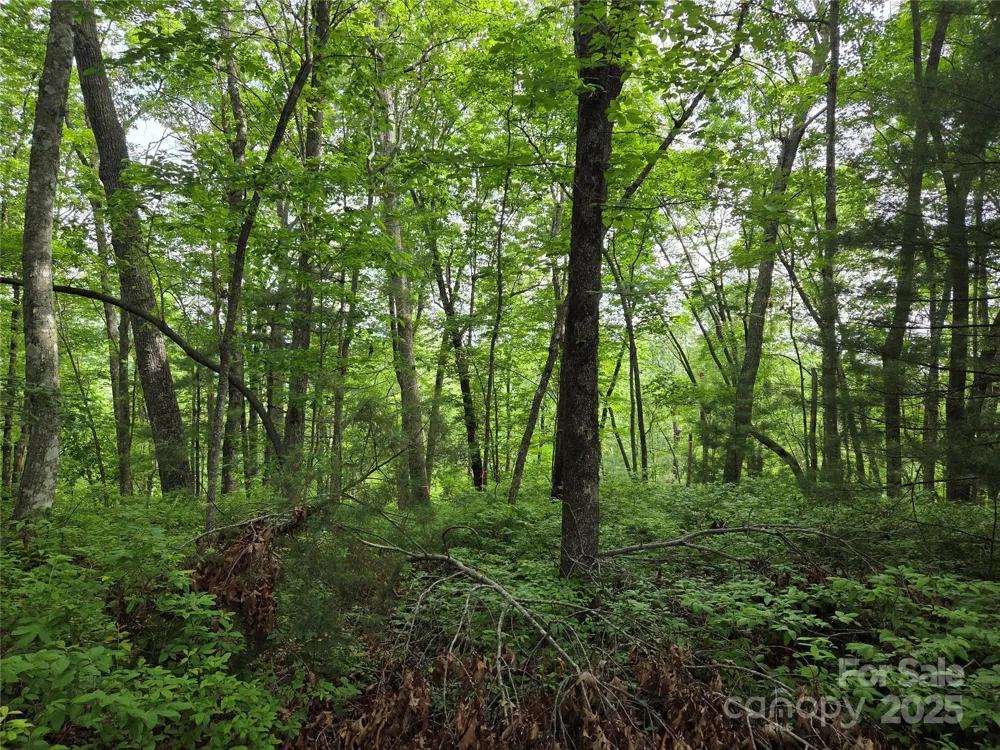 TBD Cedar Lane Brevard, NC 28712