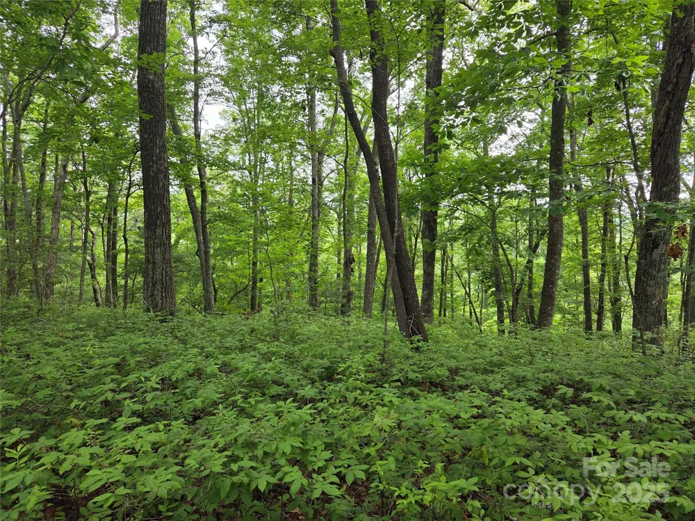 TBD Cedar Lane Brevard, NC 28712
