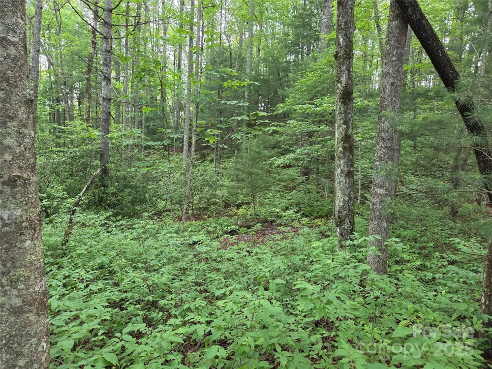 TBD Cedar Lane Brevard, NC 28712