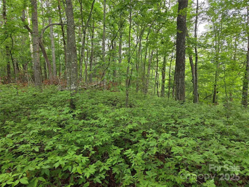 TBD Cedar Lane Brevard, NC 28712