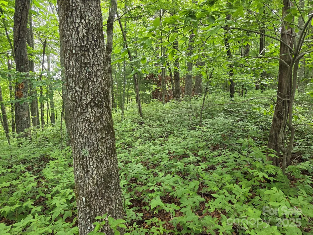 TBD Cedar Lane Brevard, NC 28712