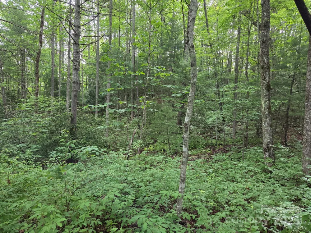 TBD Cedar Lane Brevard, NC 28712