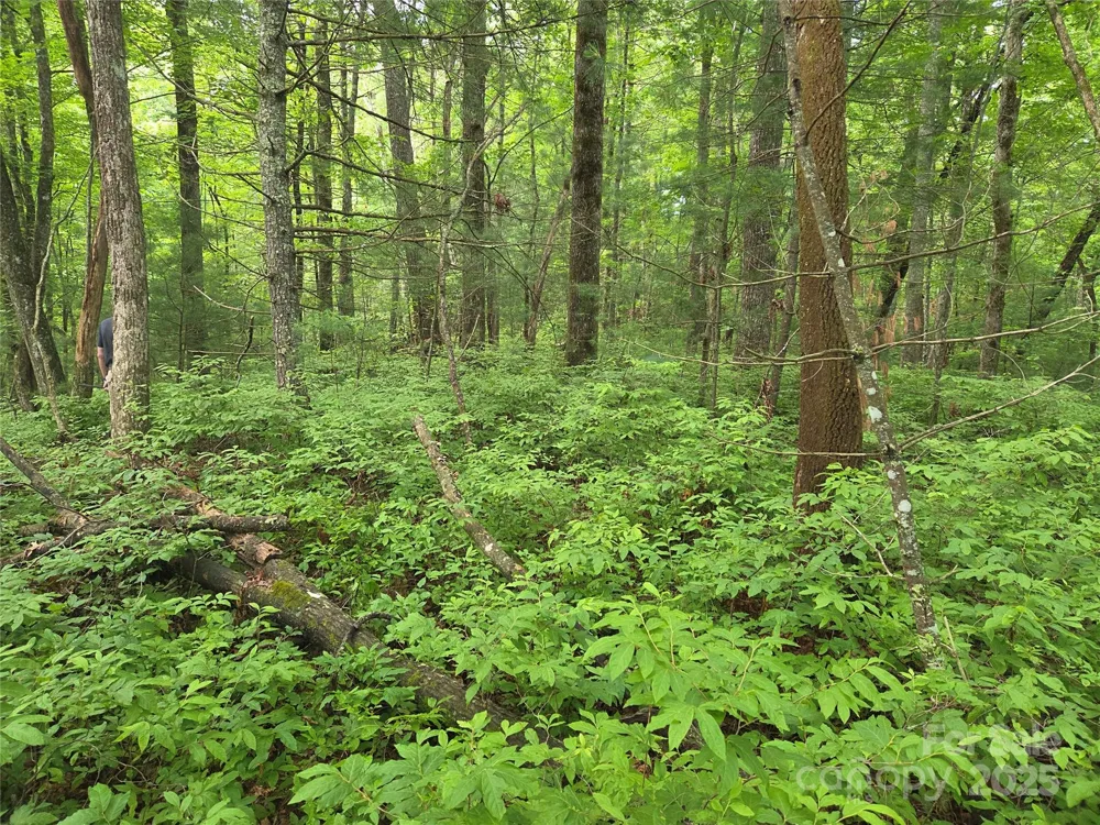 TBD Cedar Lane Brevard, NC 28712