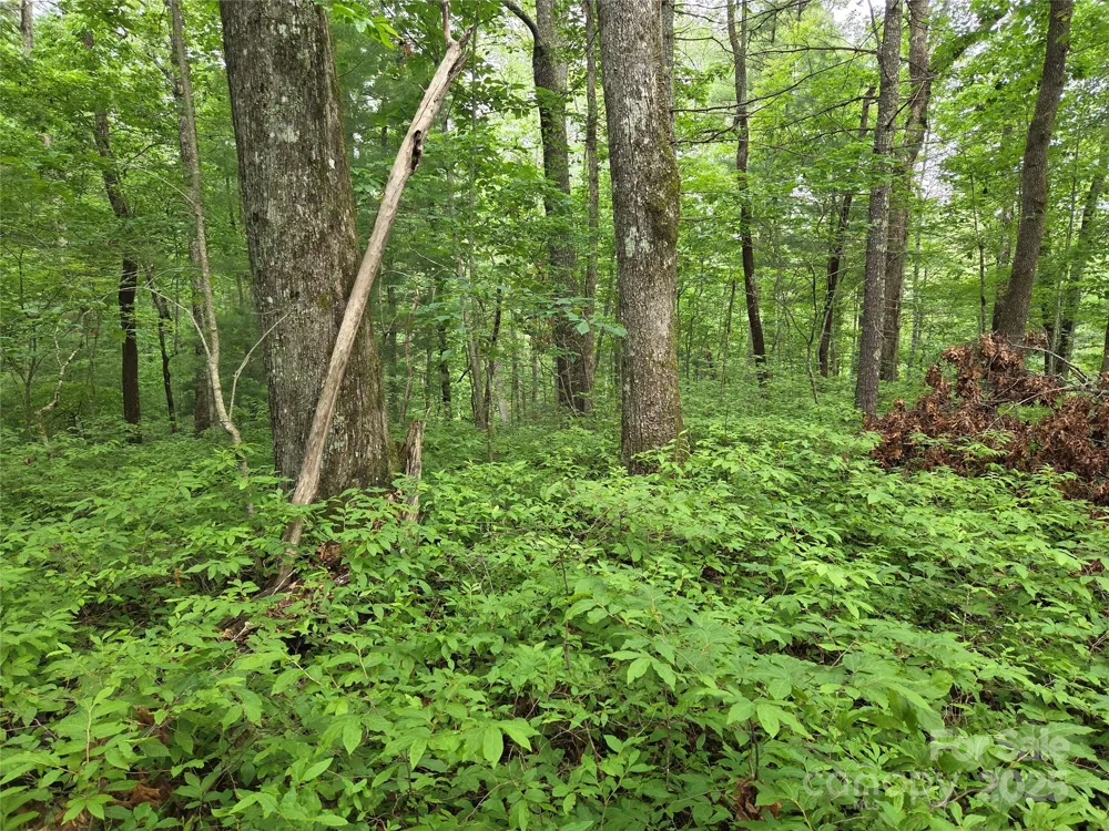 TBD Cedar Lane Brevard, NC 28712