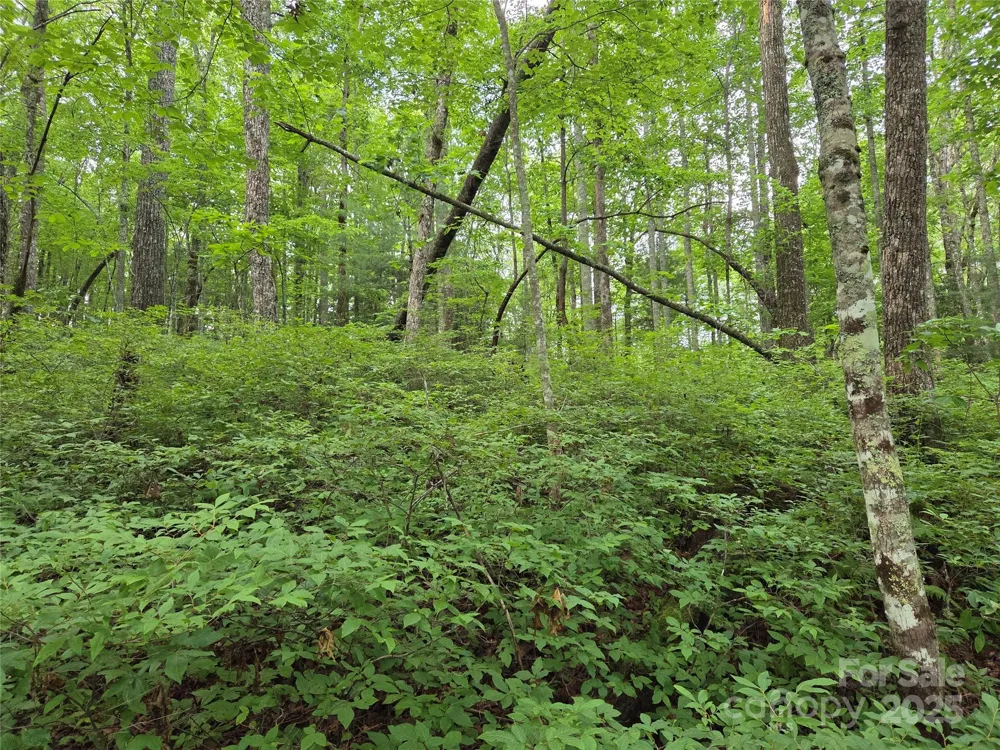 TBD Cedar Lane Brevard, NC 28712