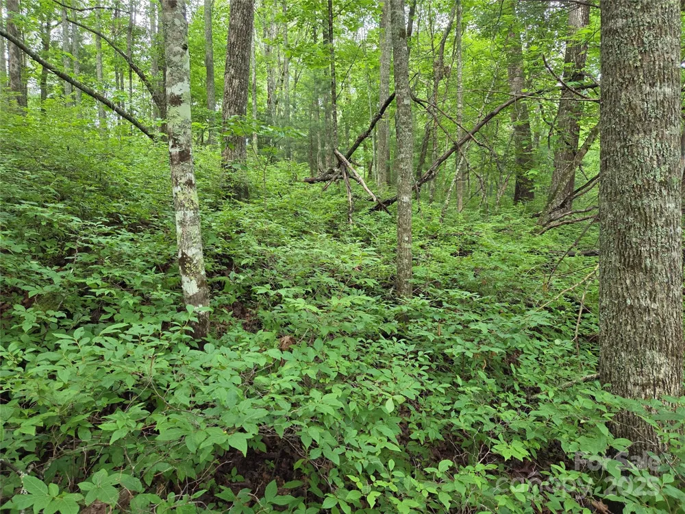 TBD Cedar Lane Brevard, NC 28712