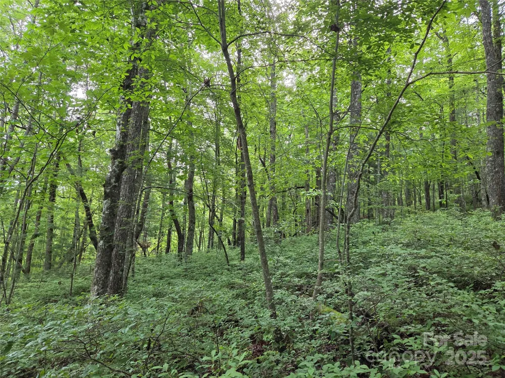 TBD Cedar Lane Brevard, NC 28712