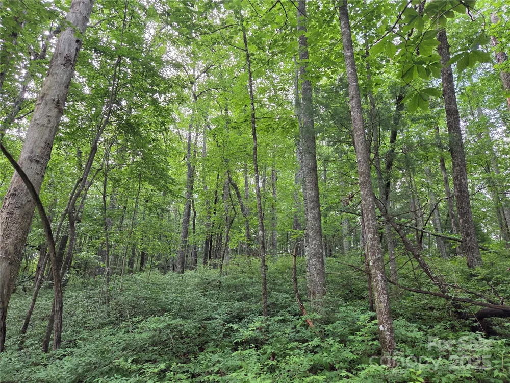 TBD Cedar Lane Brevard, NC 28712