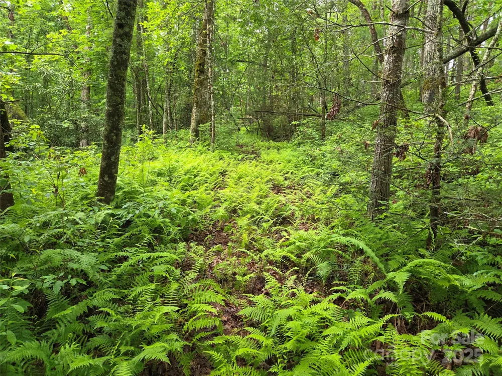 TBD Cedar Lane Brevard, NC 28712