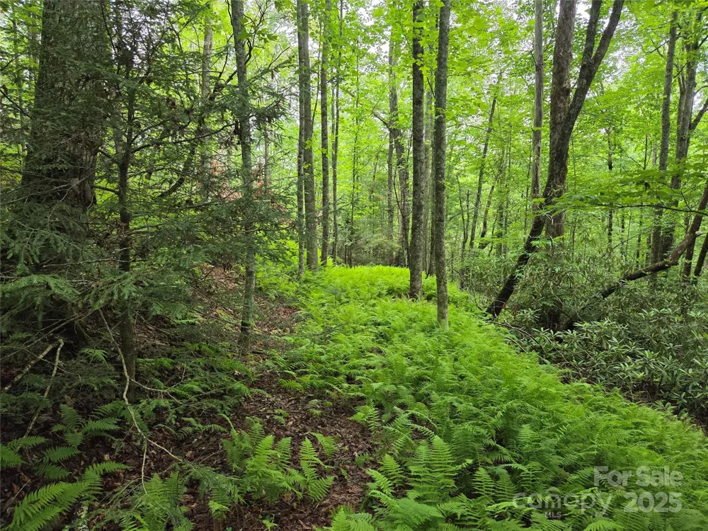 TBD Cedar Lane Brevard, NC 28712