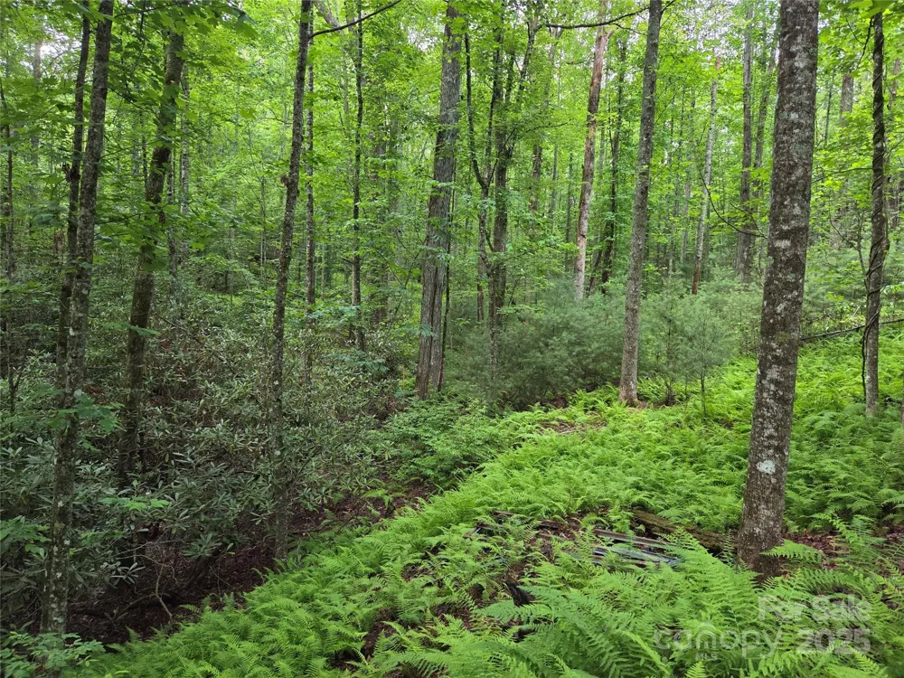 TBD Cedar Lane Brevard, NC 28712
