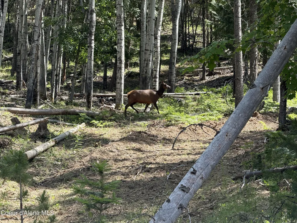 928 Polaris Peak Road Lot 2 Kellogg, ID 83837