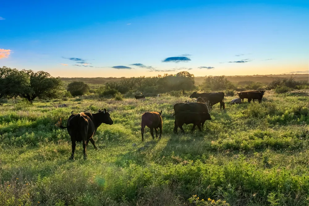 Fm 2315 Rochelle, TX 76872