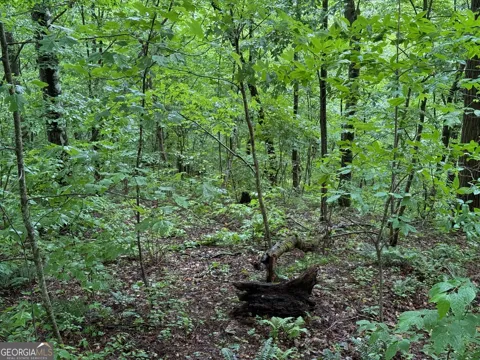 8 Black Bear TRL