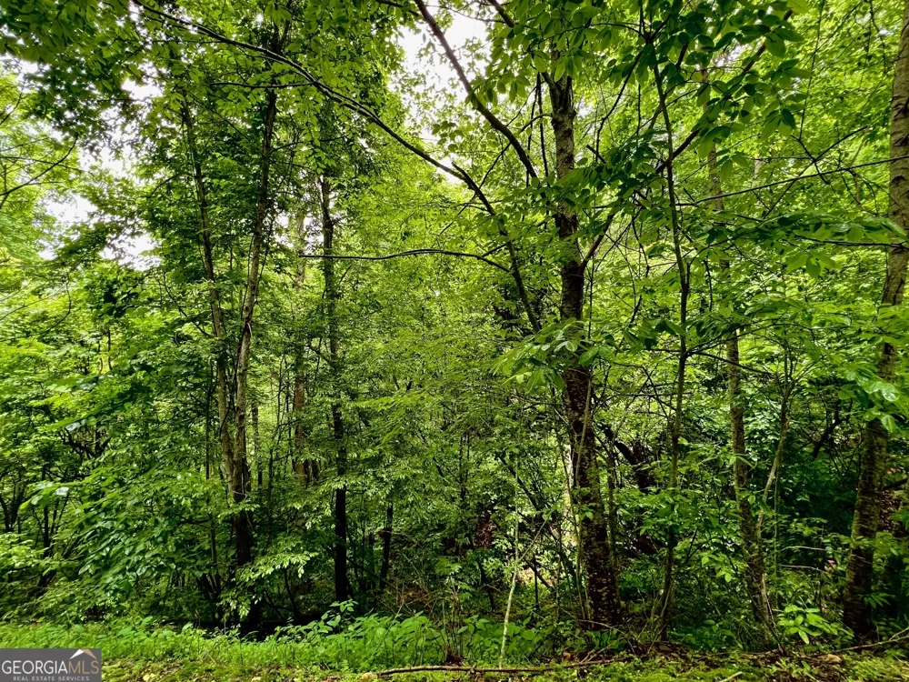 8 Black Bear TRL Hiawassee, GA 30546