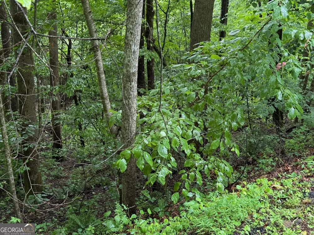 8 Black Bear TRL Hiawassee, GA 30546