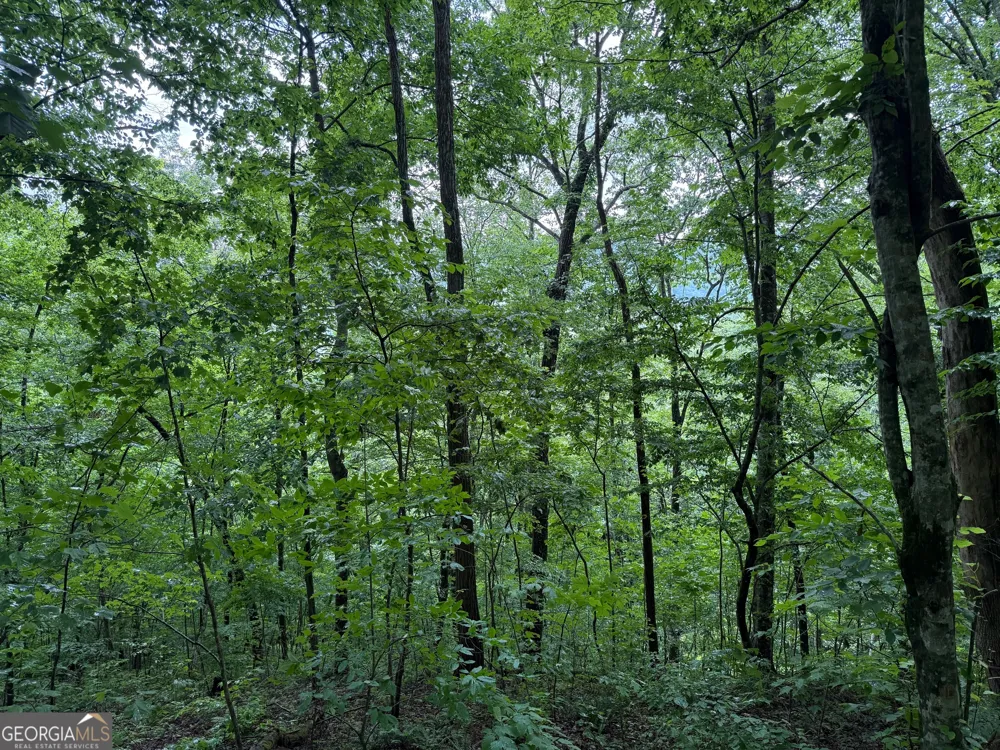 8 Black Bear TRL Hiawassee, GA 30546