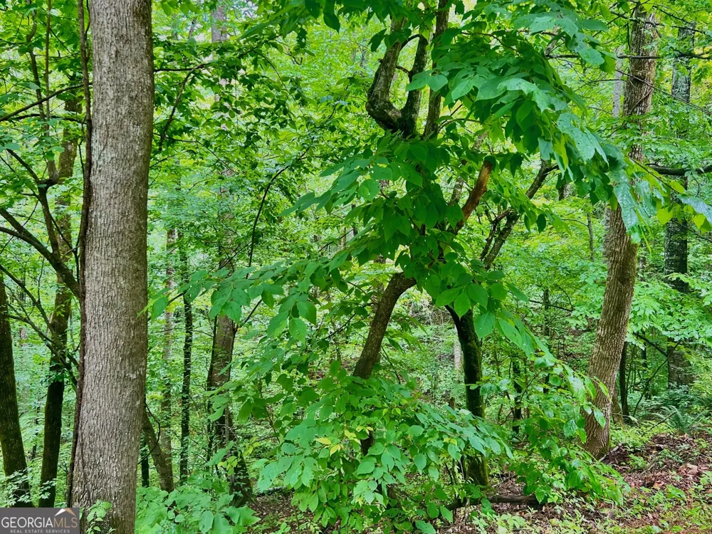 8 Black Bear TRL Hiawassee, GA 30546