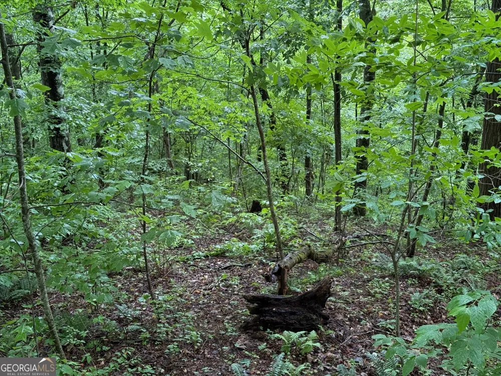 8 Black Bear TRL Hiawassee, GA 30546