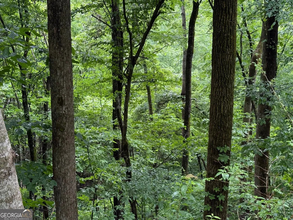 8 Black Bear TRL Hiawassee, GA 30546