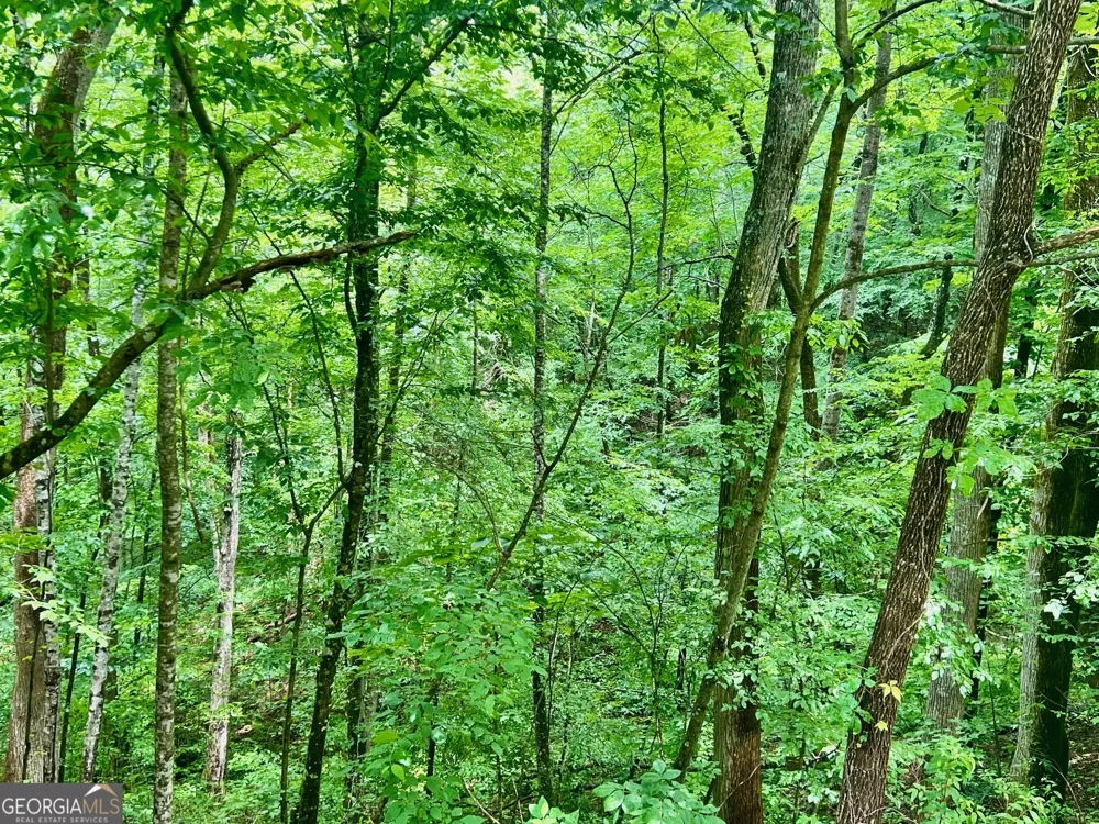 8 Black Bear TRL Hiawassee, GA 30546