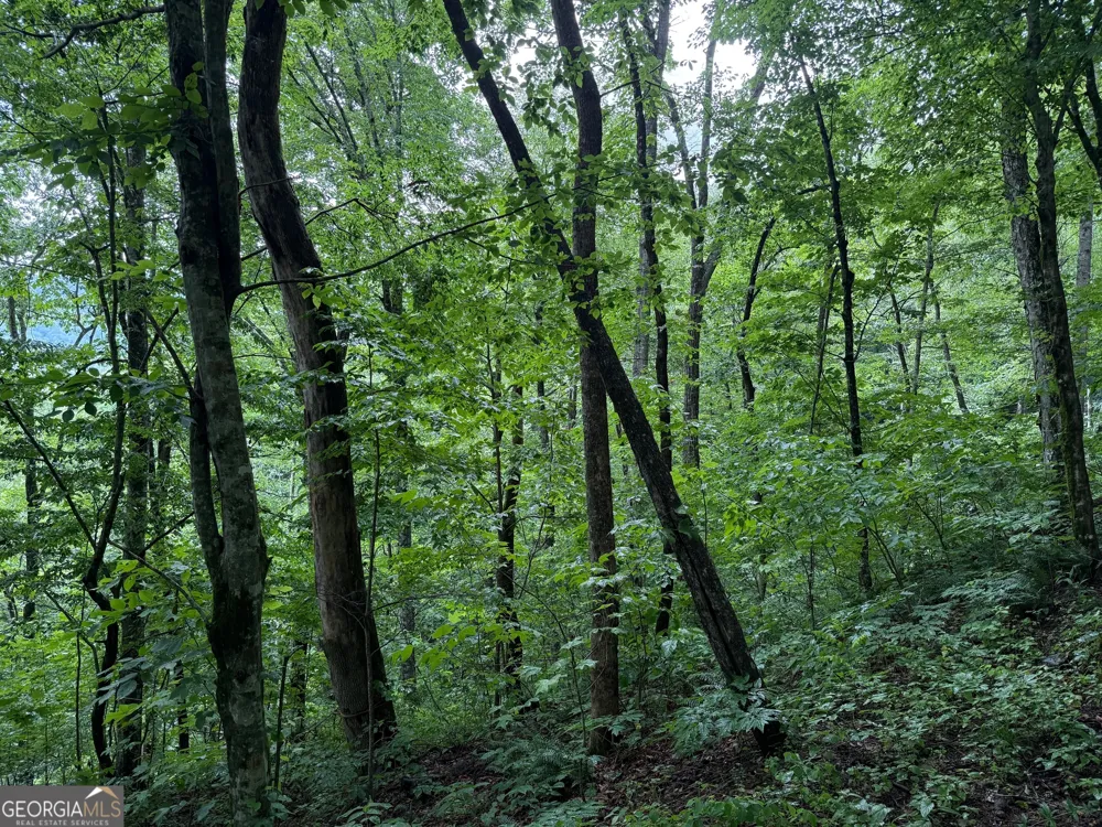 8 Black Bear TRL Hiawassee, GA 30546