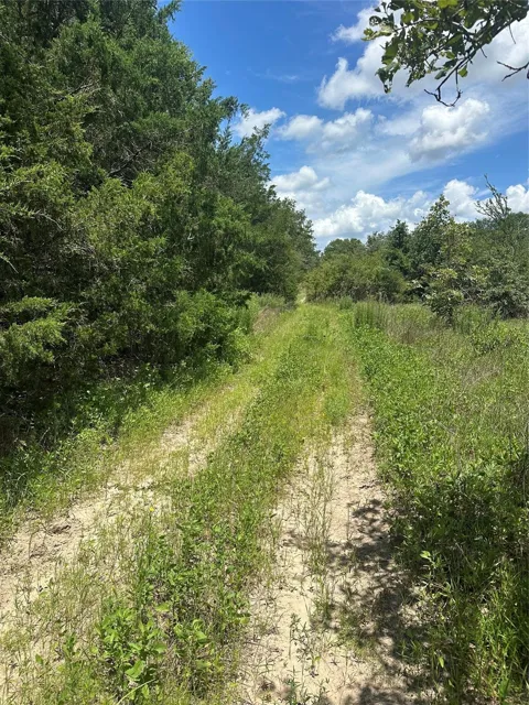 Chestnut Drive
