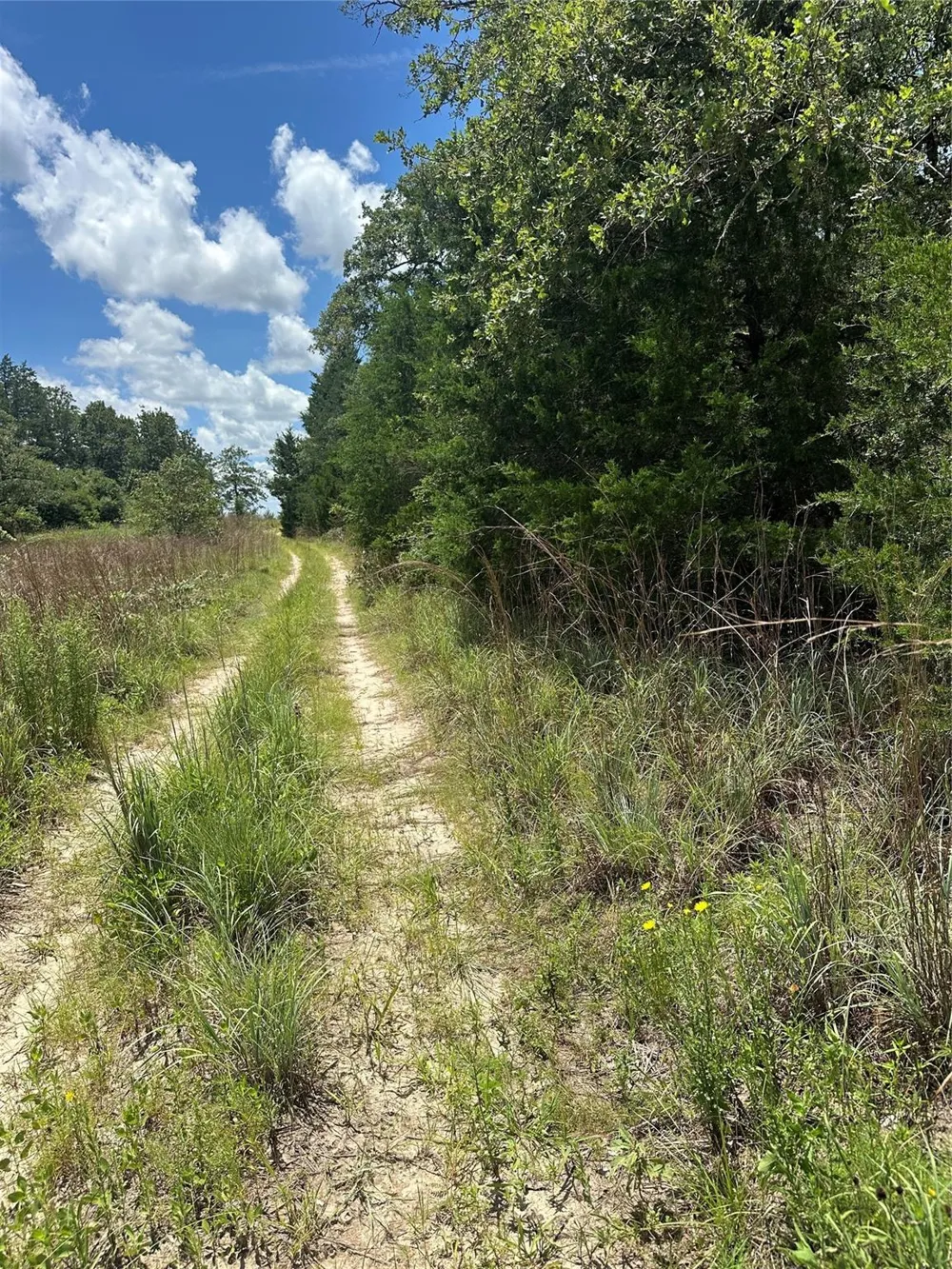 Chestnut Drive Caldwell, TX 77836