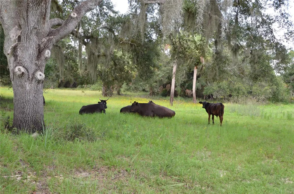 0 SE HIGHWAY 31 Arcadia, FL 34266