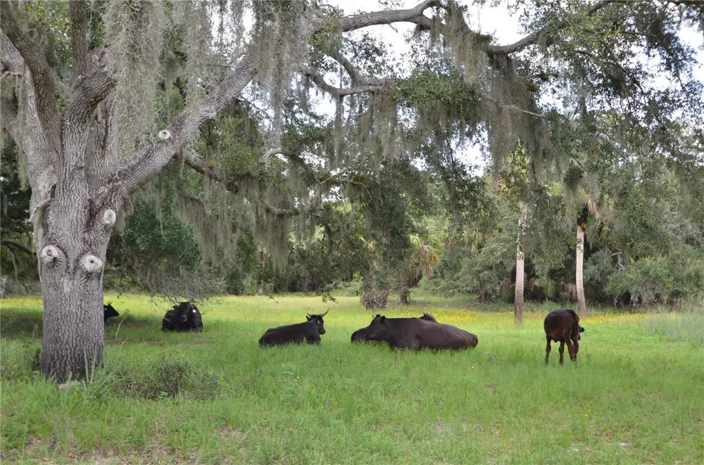 0 SE HIGHWAY 31 Arcadia, FL 34266
