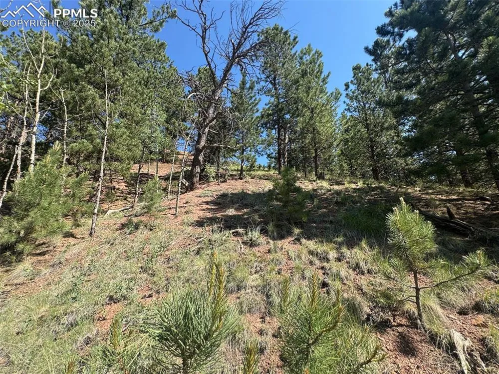 281 Pikes Peak Drive Divide, CO 80814
