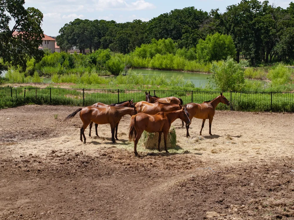 311 Martingale Trail Oak Point, TX 75068