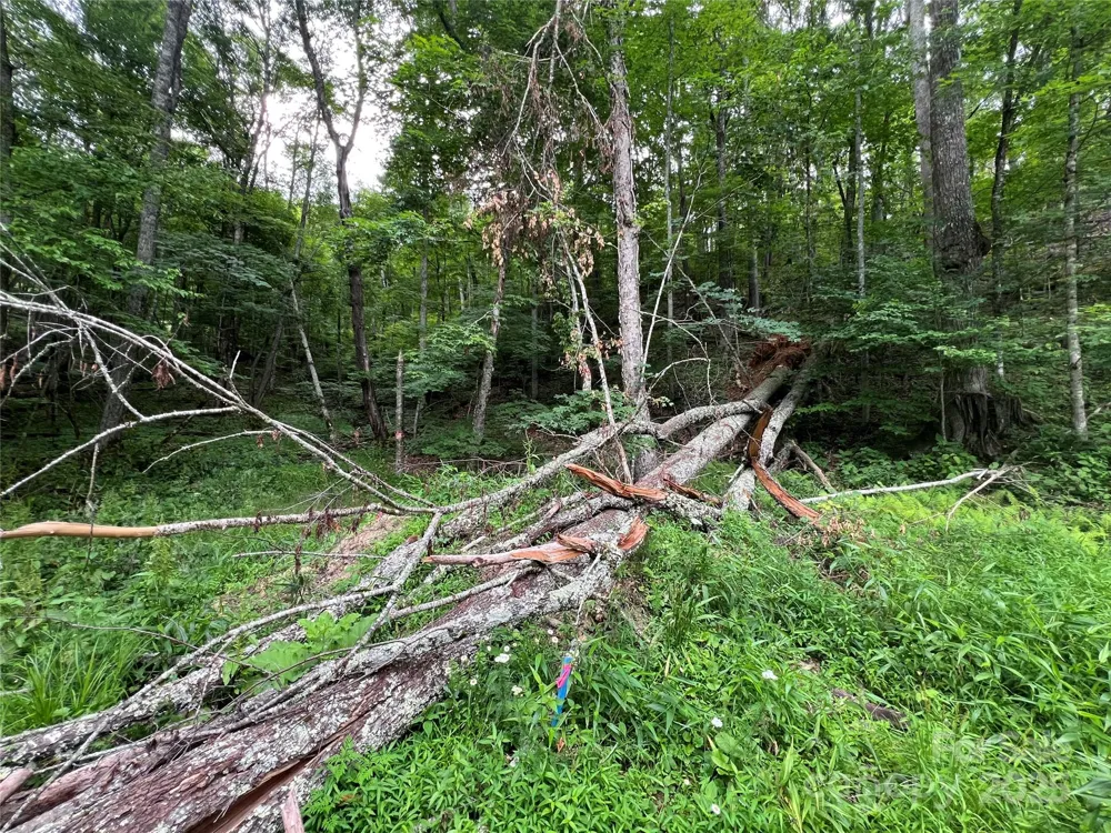 0 CHESTNUT LANE #Lot 84 Mars Hill, NC 28754