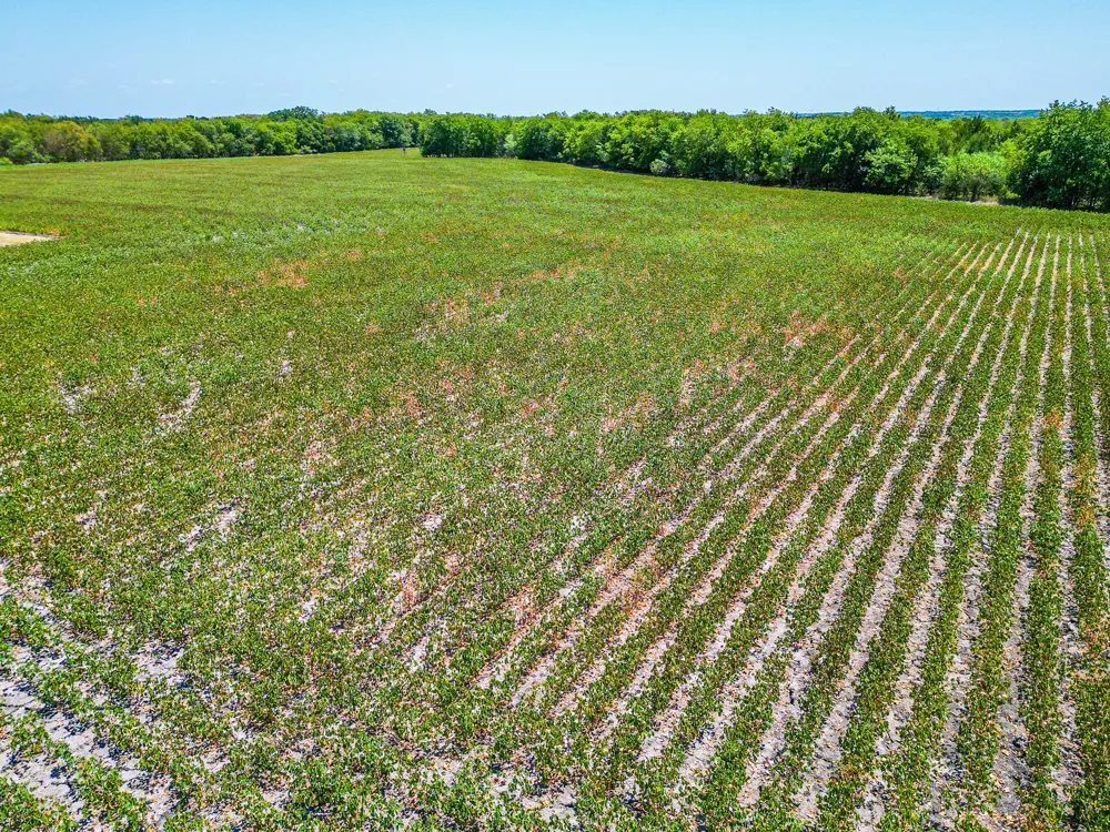 Fm 744 Malone, TX 76660