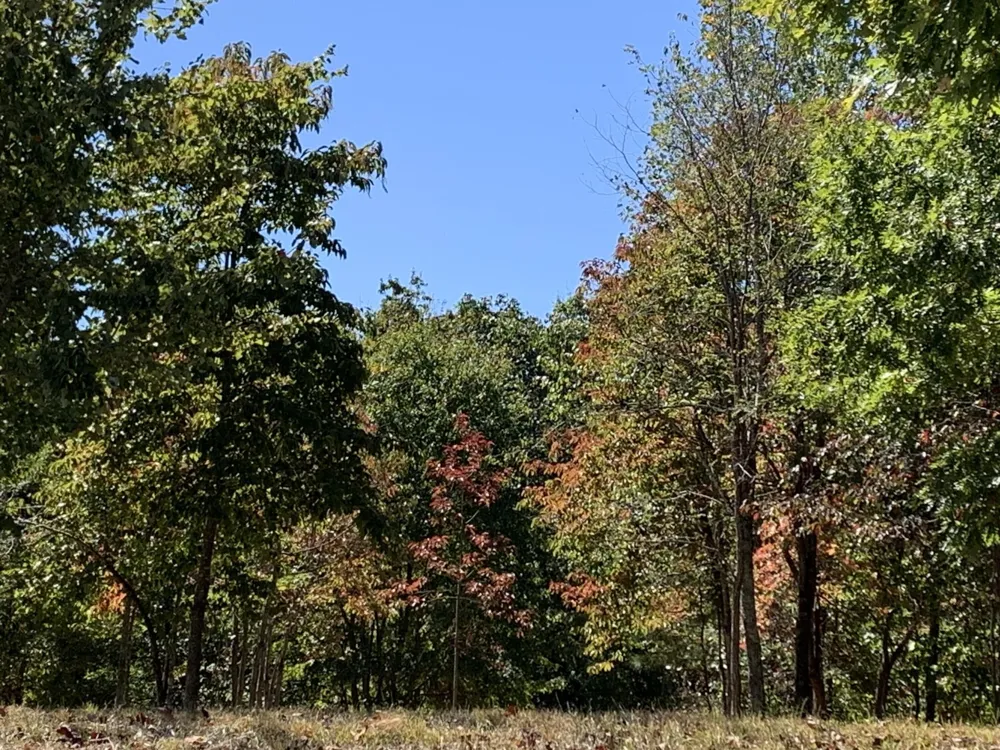 275 Lookout View Drive Jasper, TN 37347