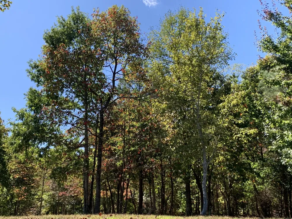 275 Lookout View Drive Jasper, TN 37347