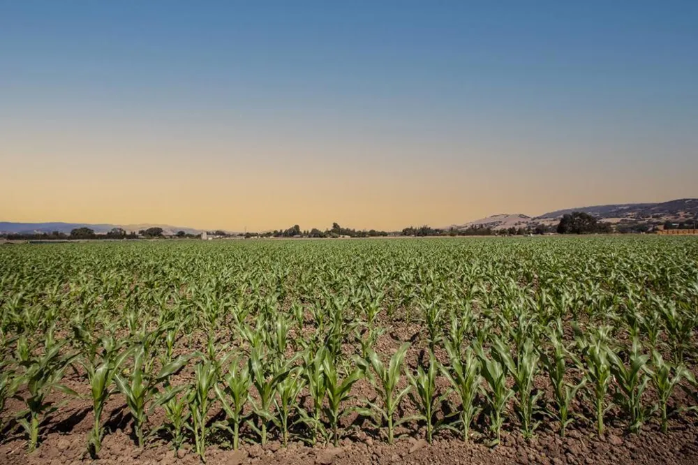 Crews Road Gilroy, CA 95020