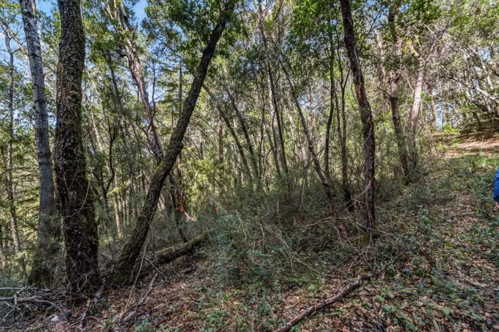 Madrone Avenue Felton, CA 95018