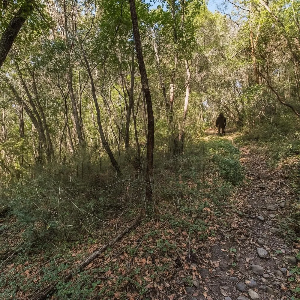 Madrone Avenue Felton, CA 95018