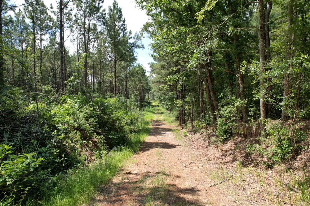 County Road 3706 Tenaha, TX 75974